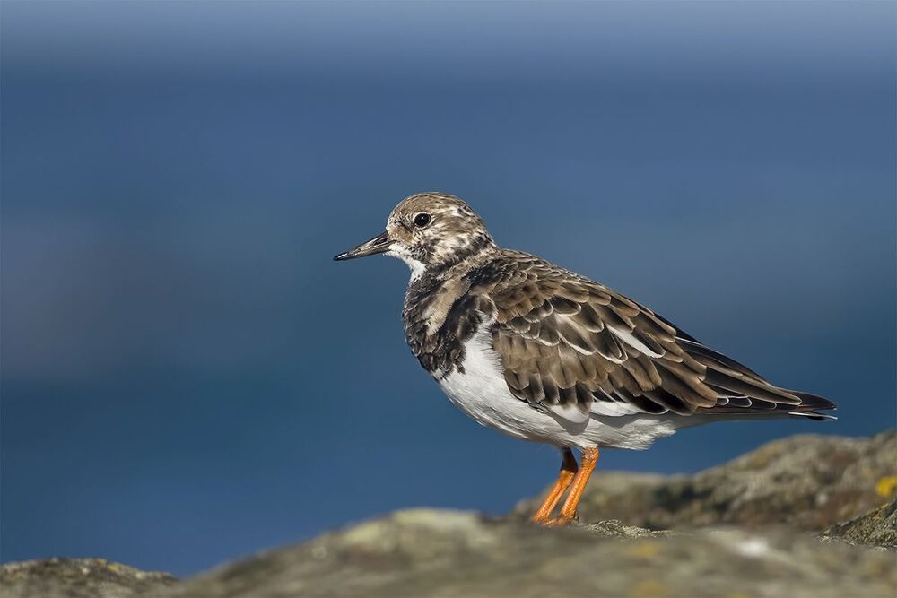 Kамнешарка (Arenaria interpres)