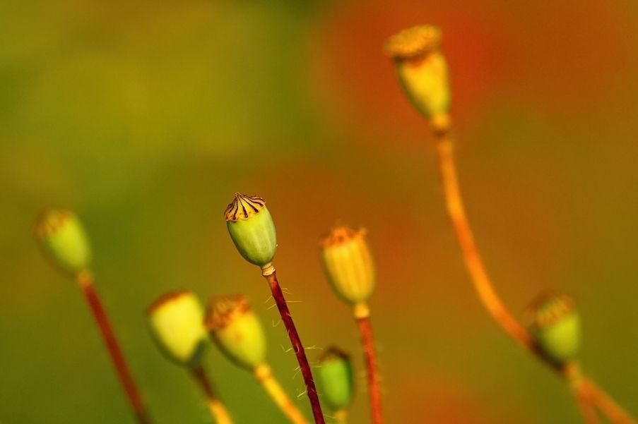 Poppyhead