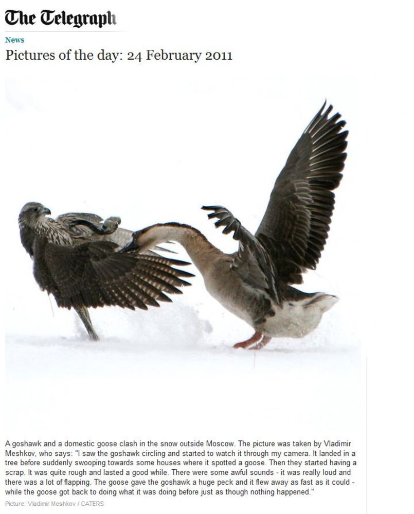 Publication in The Telegraph . England.