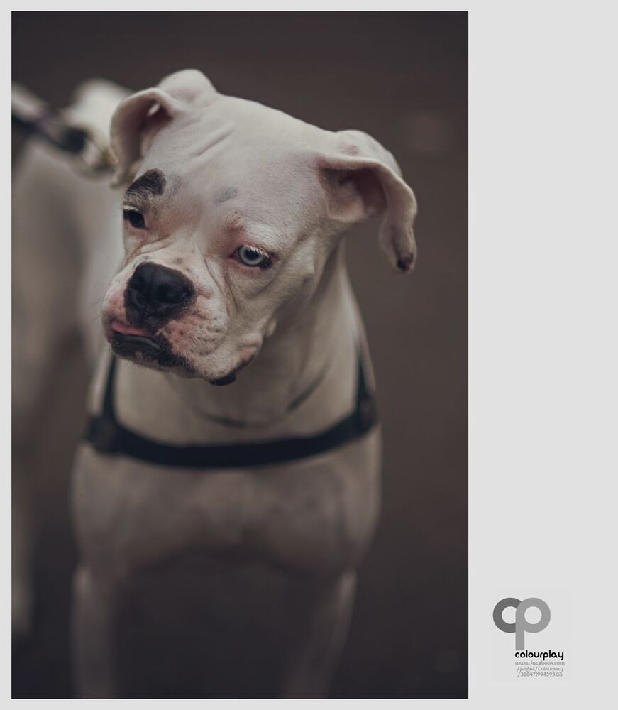 Boxer