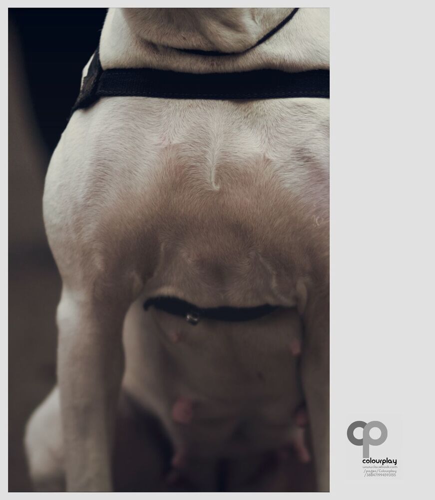 Boxer
