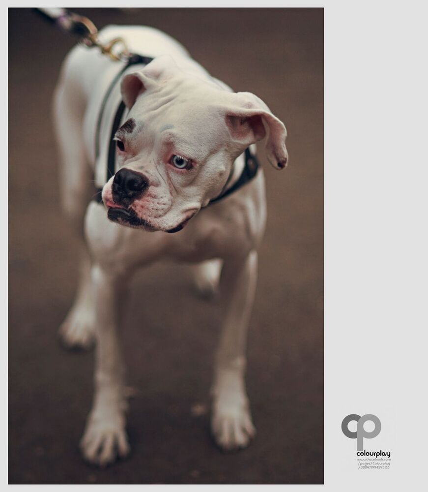 Boxer