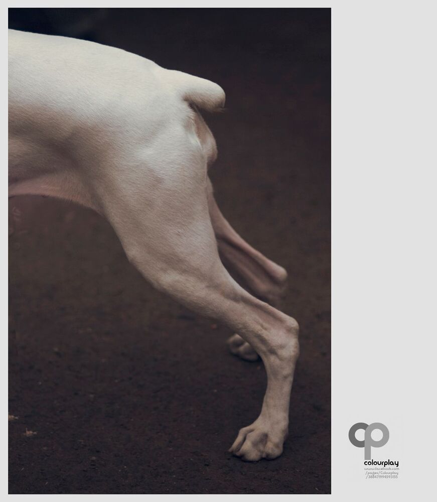 Boxer
