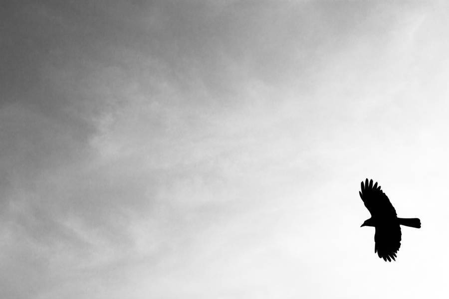 The Lonely bird