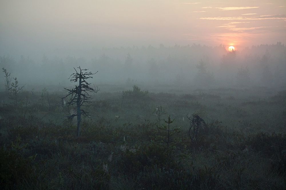 Лазаревское болото - этюды