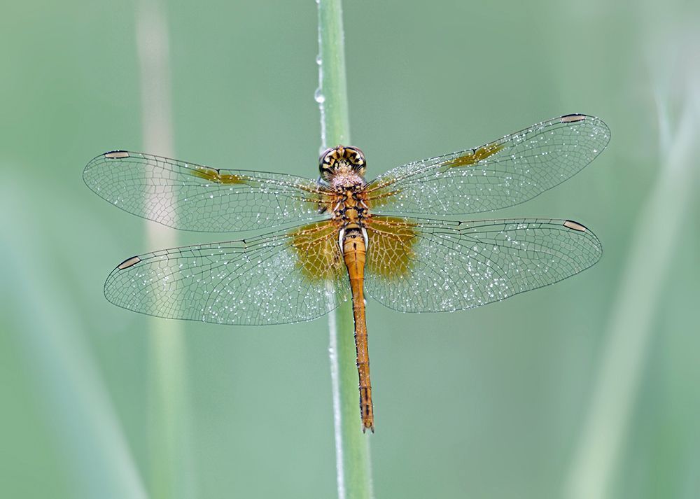 Nilon D700 + Micro Nikkor 200/4