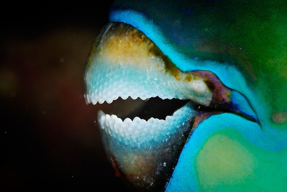 Lembeh strait. U/w parts.