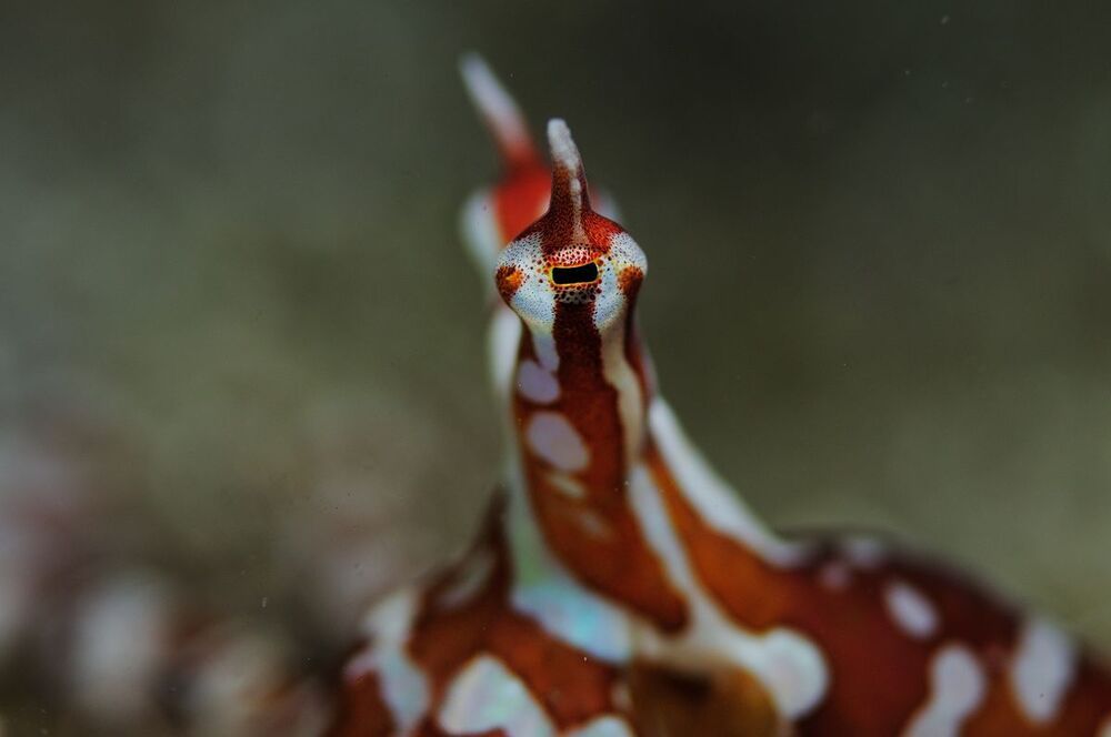 Lembeh strait. U/w parts.