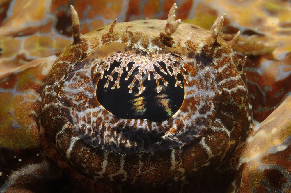 Lembeh strait. U/w parts.