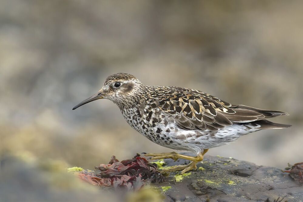 Морской песочник (Calidris maritima)
