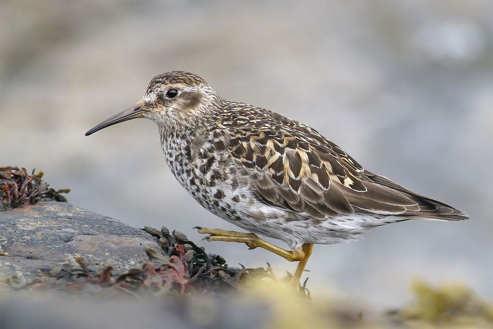 Морской песочник (Calidris maritima)