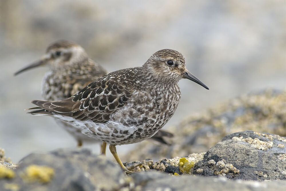 Морской песочник (Calidris maritima)