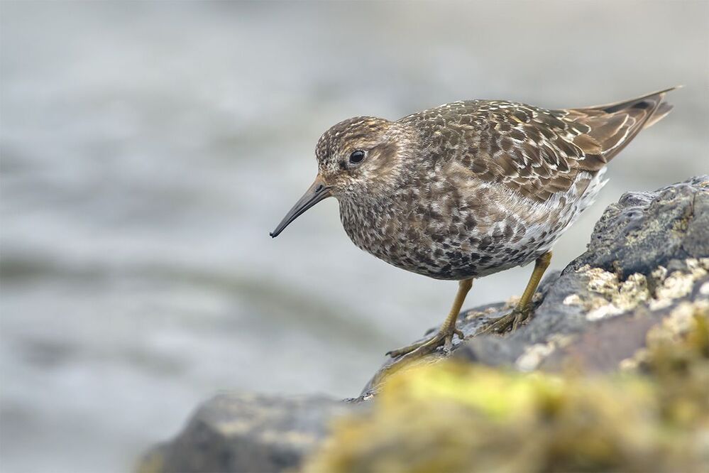 Морской песочник (Calidris maritima)