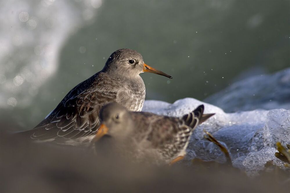 Морской песочник (Calidris maritima)