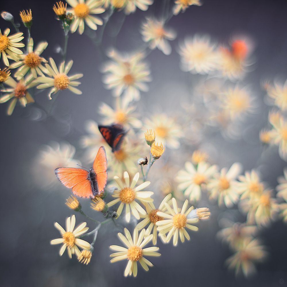 Paintings of nature 1/2