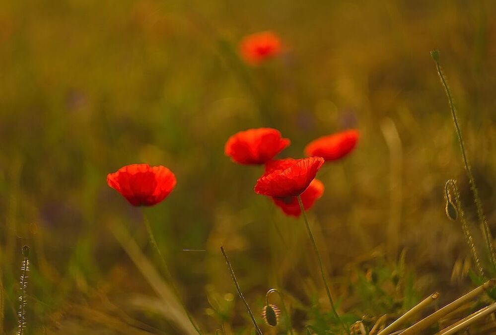 Poppyhead