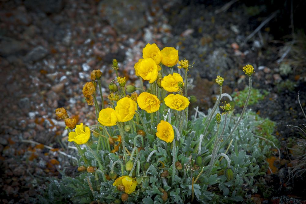 Альпийские маки (лат. Papaver alpinum) встречаются на высотах более 3000 метров над уровнем моря..