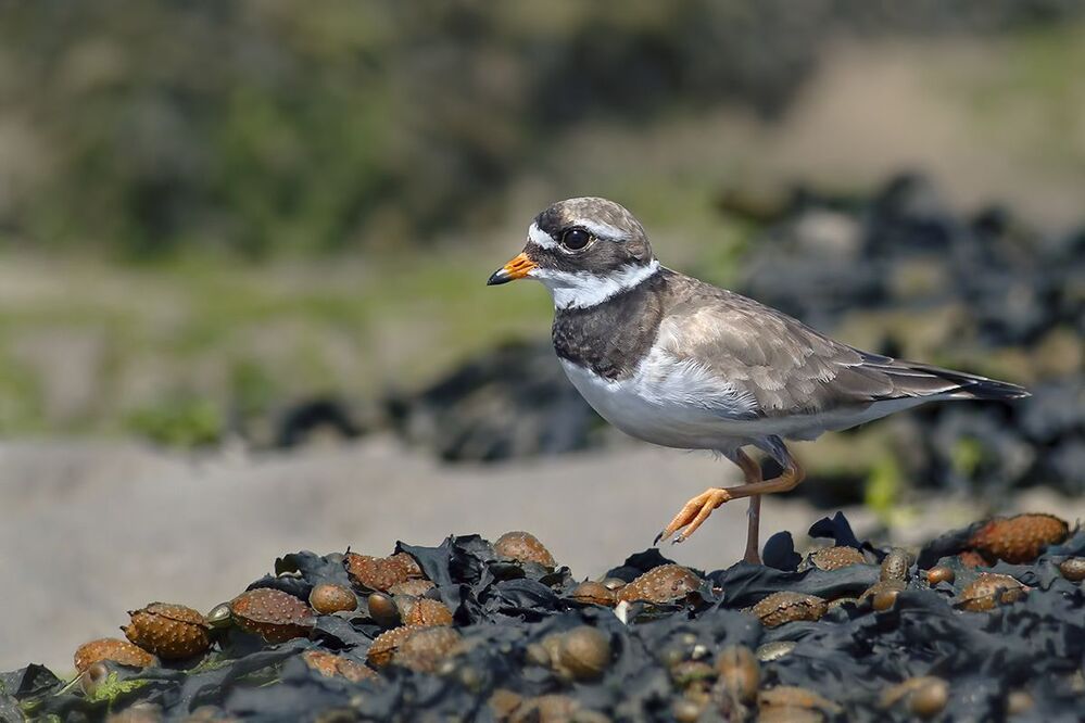 Галстучник (Charadrius hiaticula)