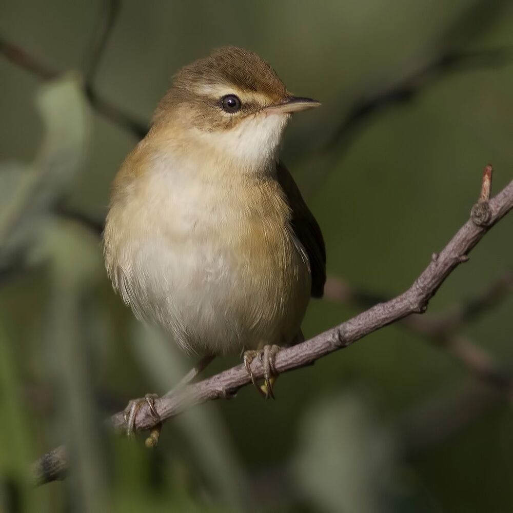 Индийская камышевка (Acrocephalus agricola)