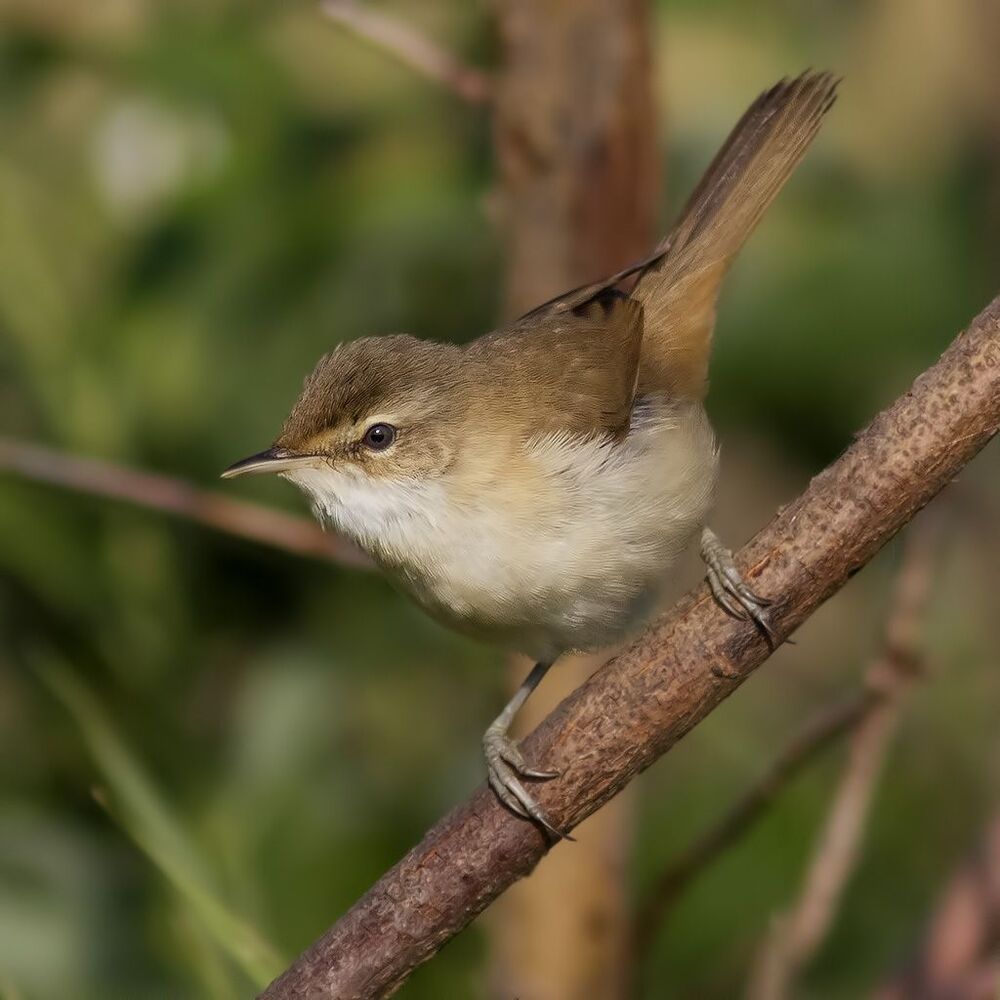 Индийская камышевка (Acrocephalus agricola)