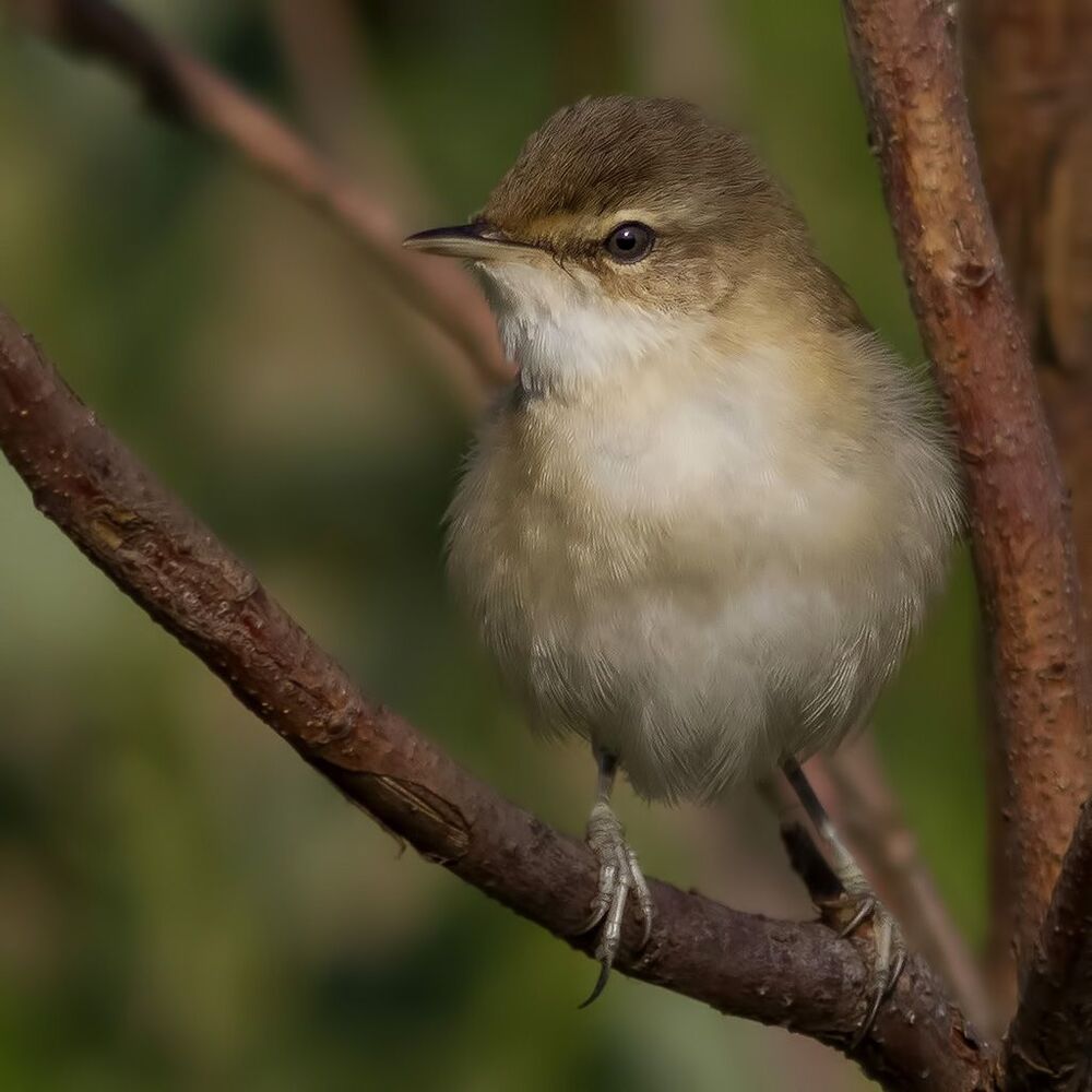 Индийская камышевка (Acrocephalus agricola)