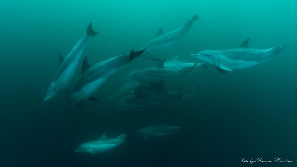 Dolphins