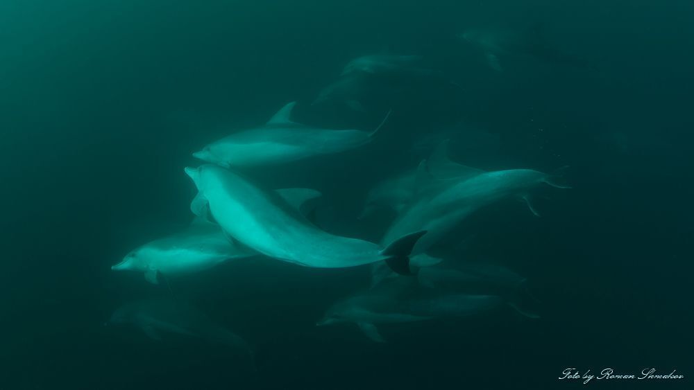 Dolphins