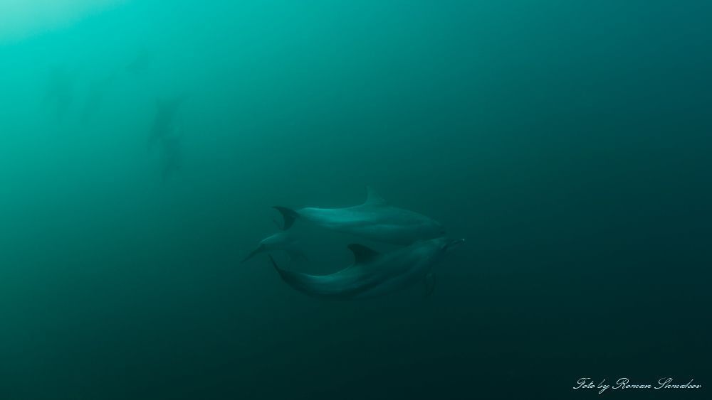 Dolphins
