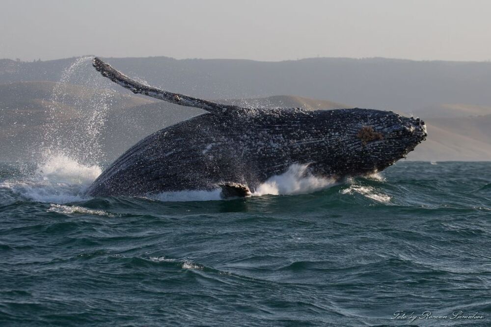 Jumping whale