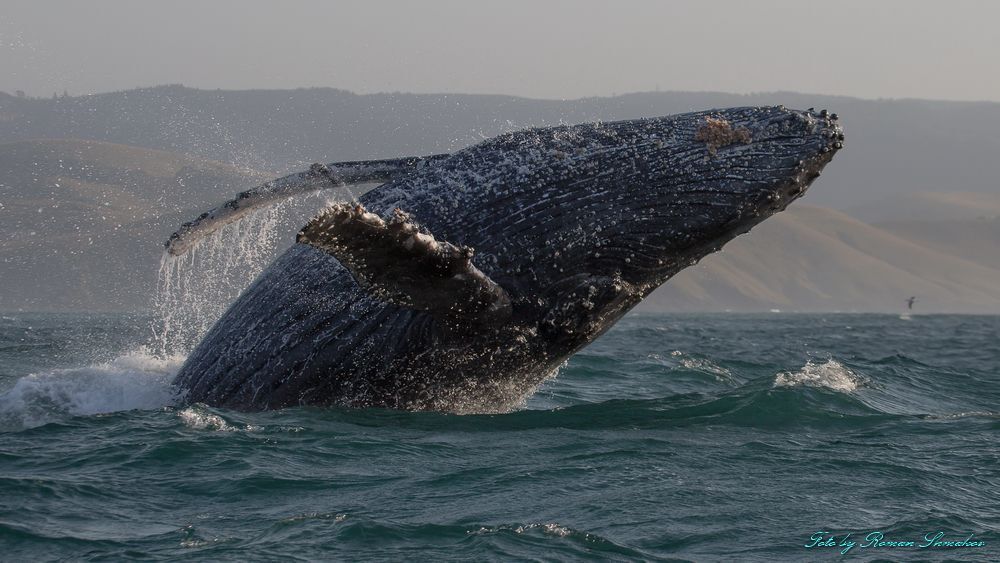 Jumping whale
