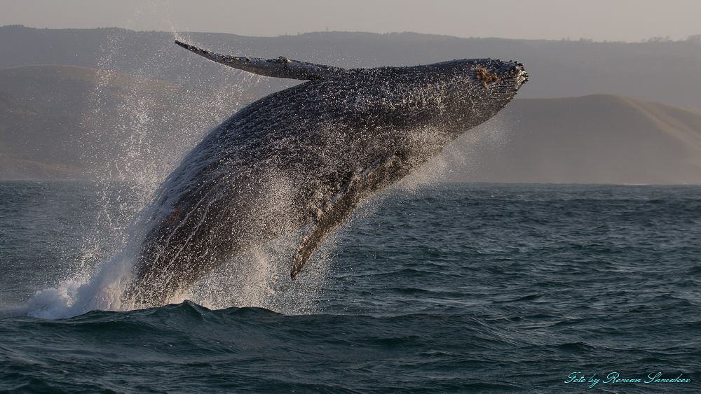 Jumping whale