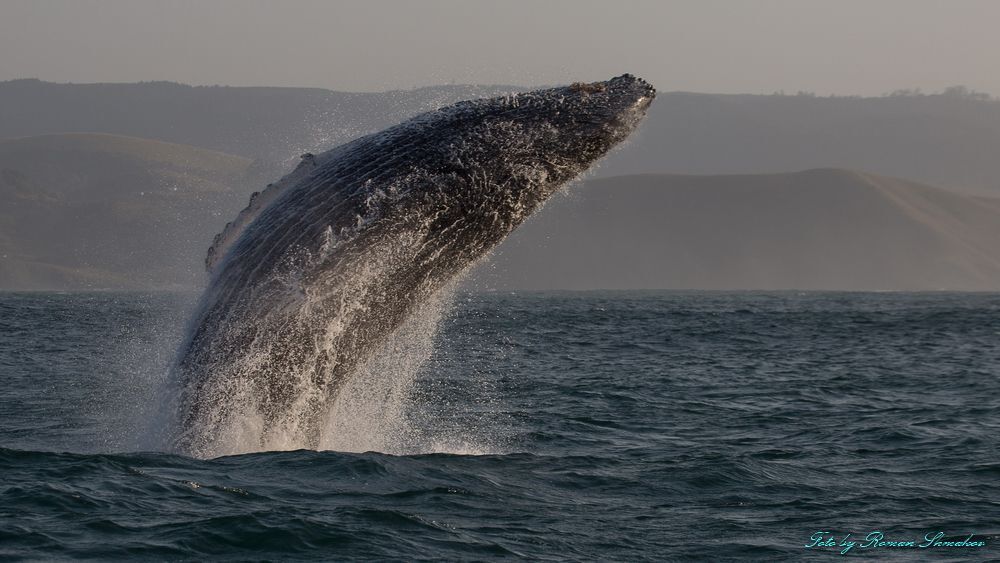 Jumping whale