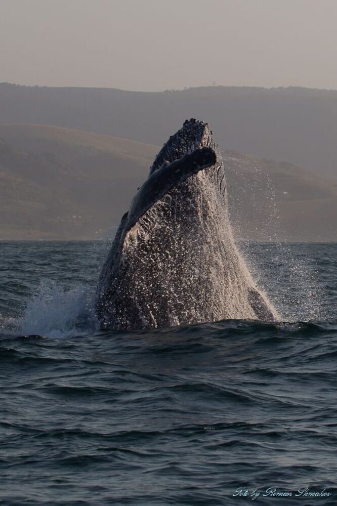 Jumping whale