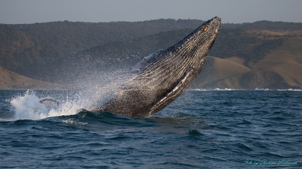 Jumping whale