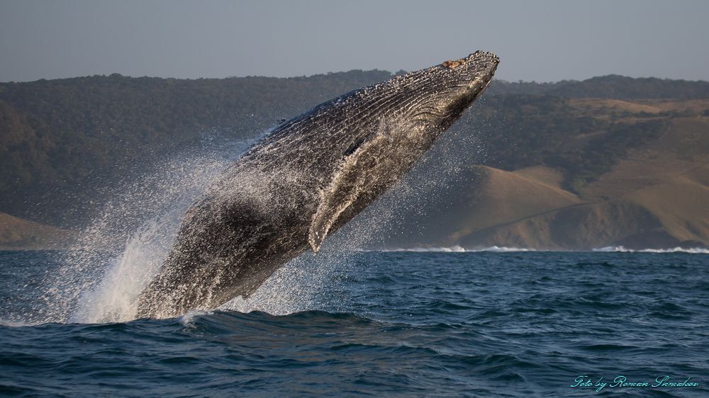 Jumping whale