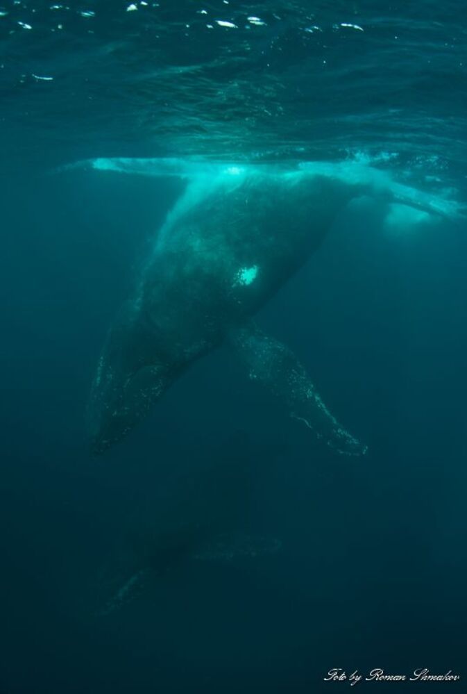 Photo 426857