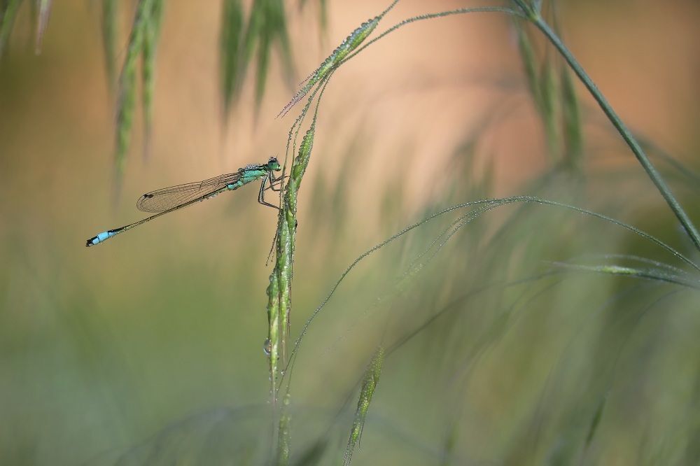 Photo 426949