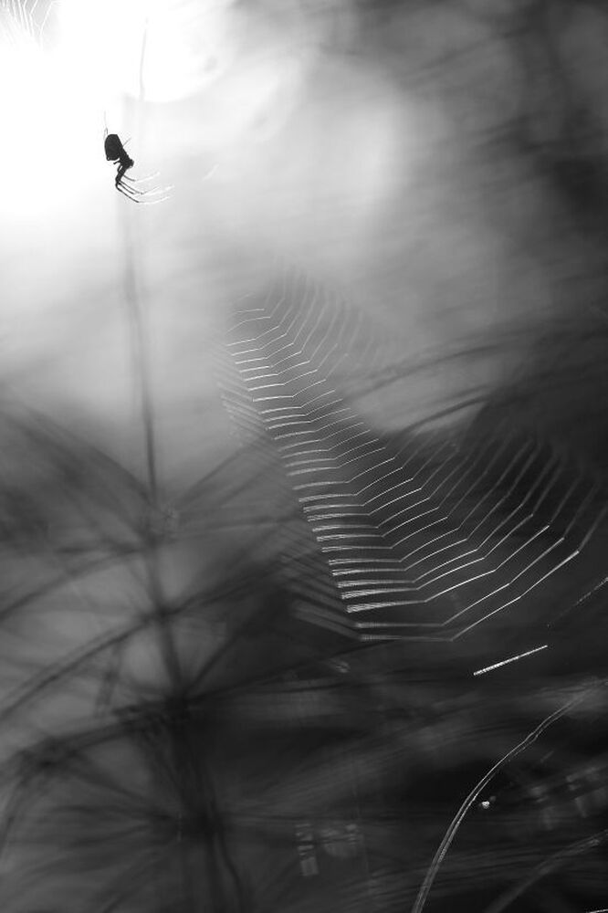 Photo 426955