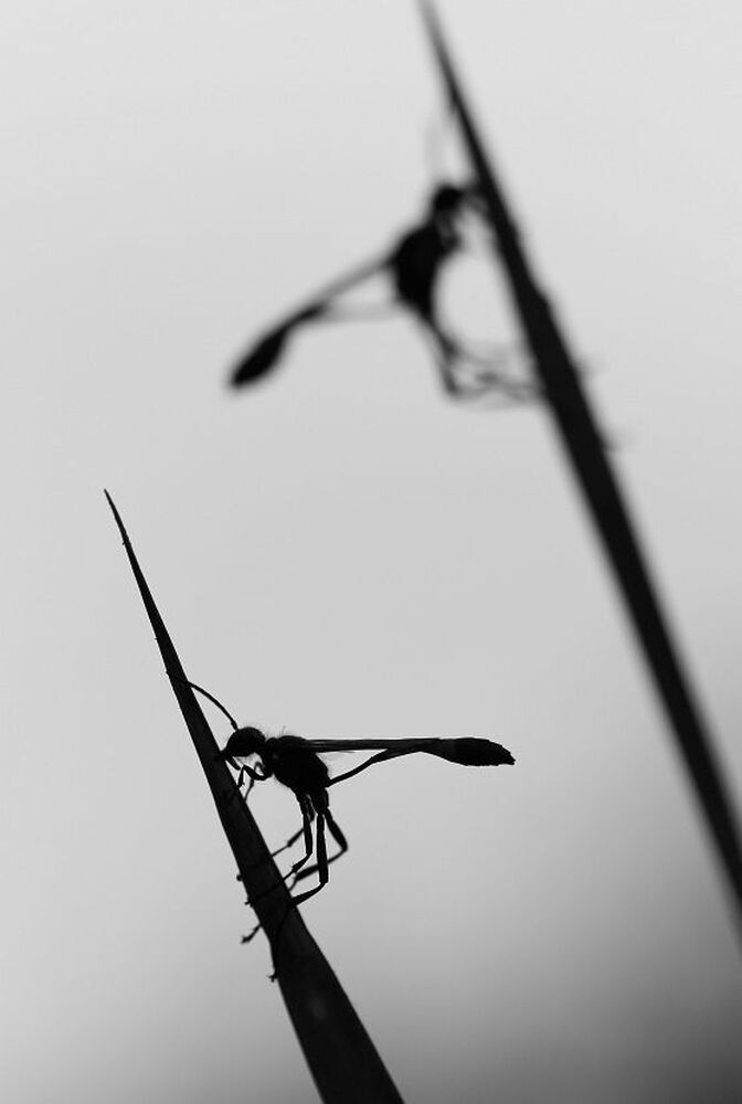 Photo 426957