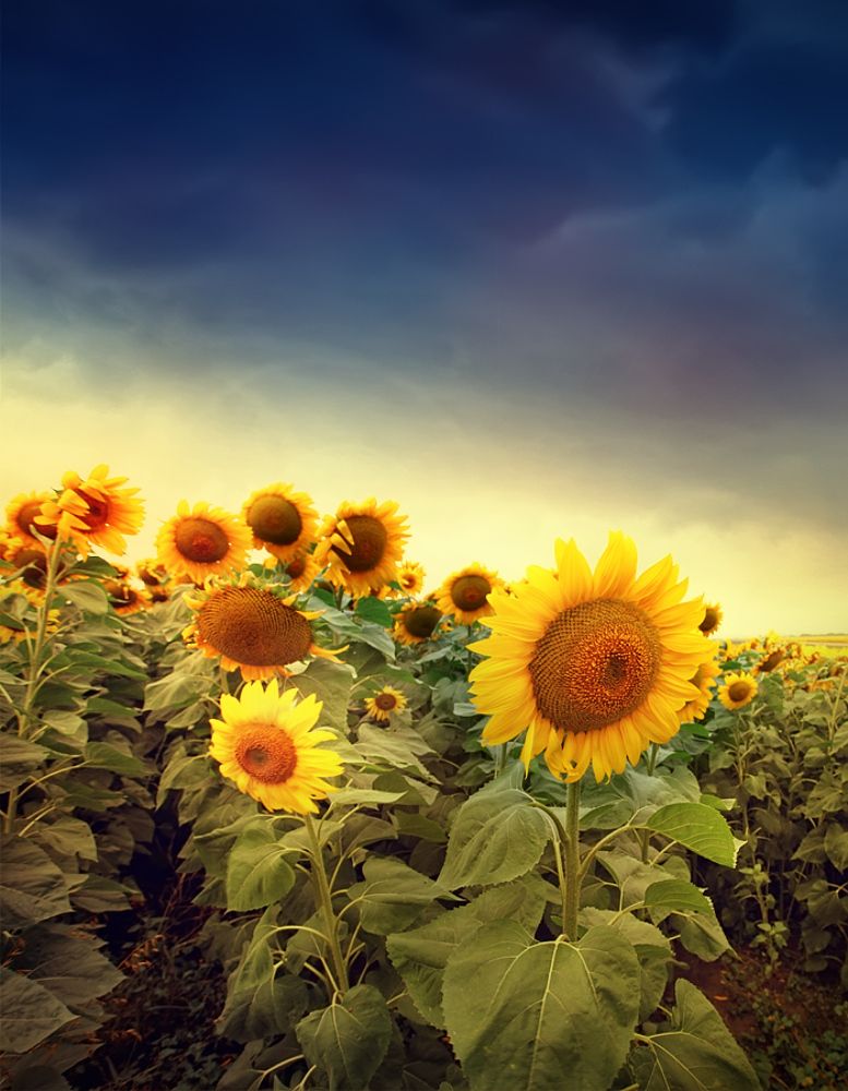 ---= sunflowers # 2=---