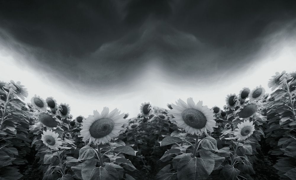---= sunflowers # 2=---