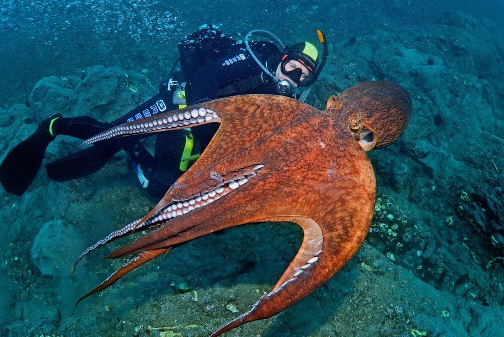 Из архива. Японское море. Осьминог Дофлейна. В полете.