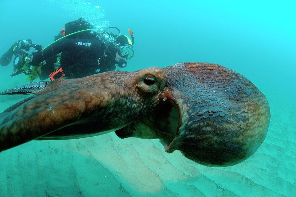 Из архива. Японское море. Осьминог Дофлейна. В полете.