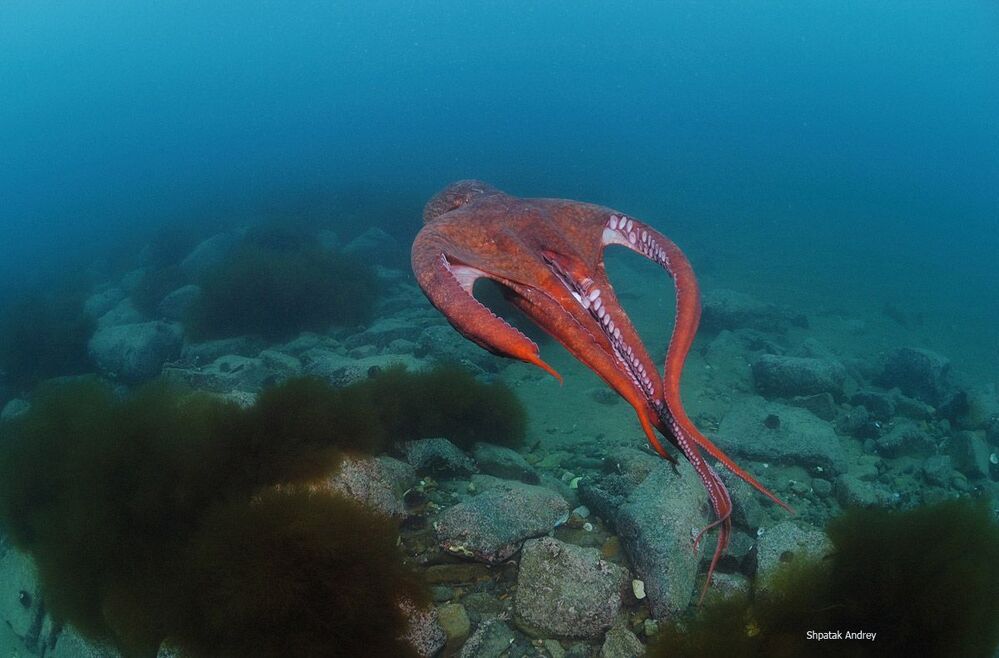 Из архива. Японское море. Осьминог Дофлейна. В полете.