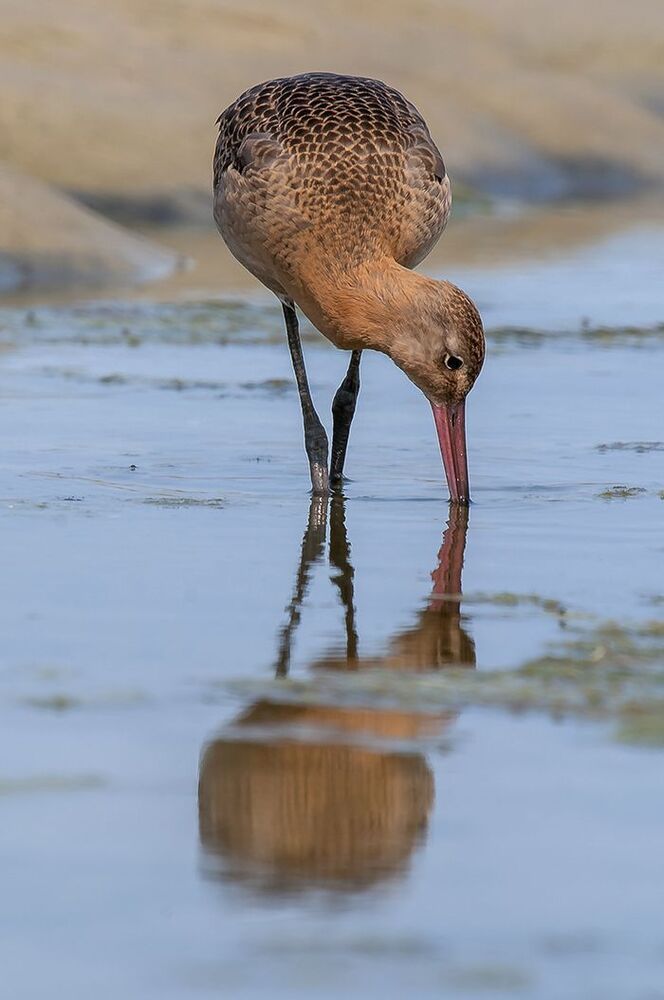Большой веретенник (Limosa limosa).