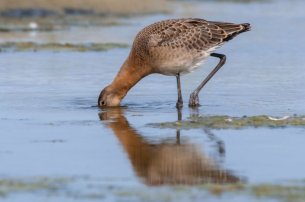 Большой веретенник (Limosa limosa).