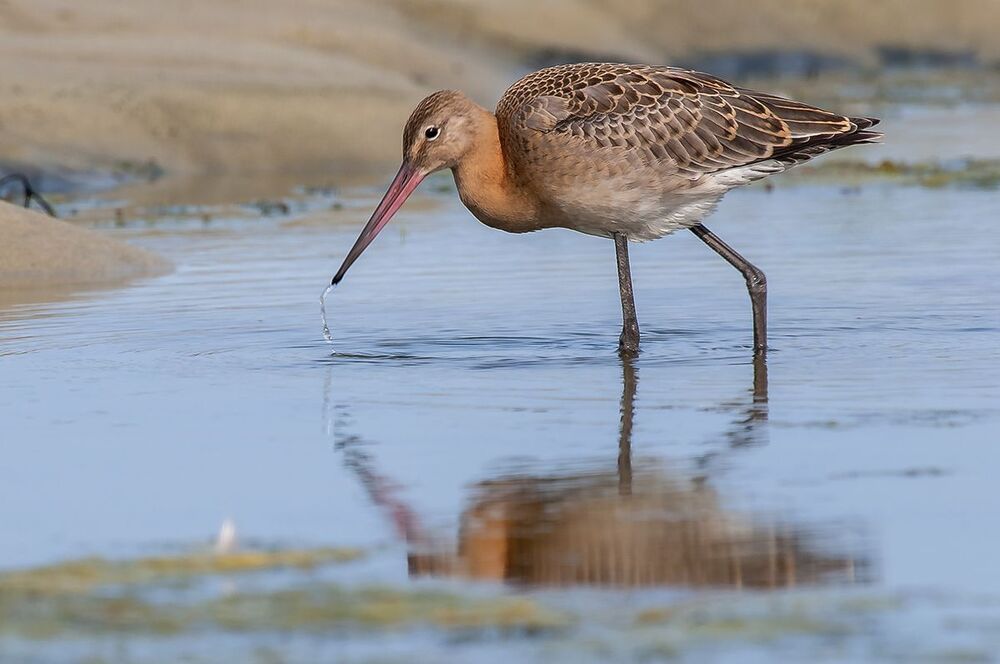 Большой веретенник (Limosa limosa).