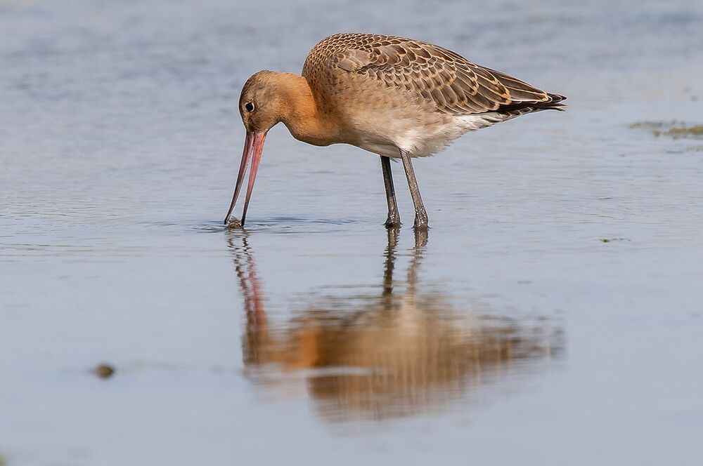 Большой веретенник (Limosa limosa).