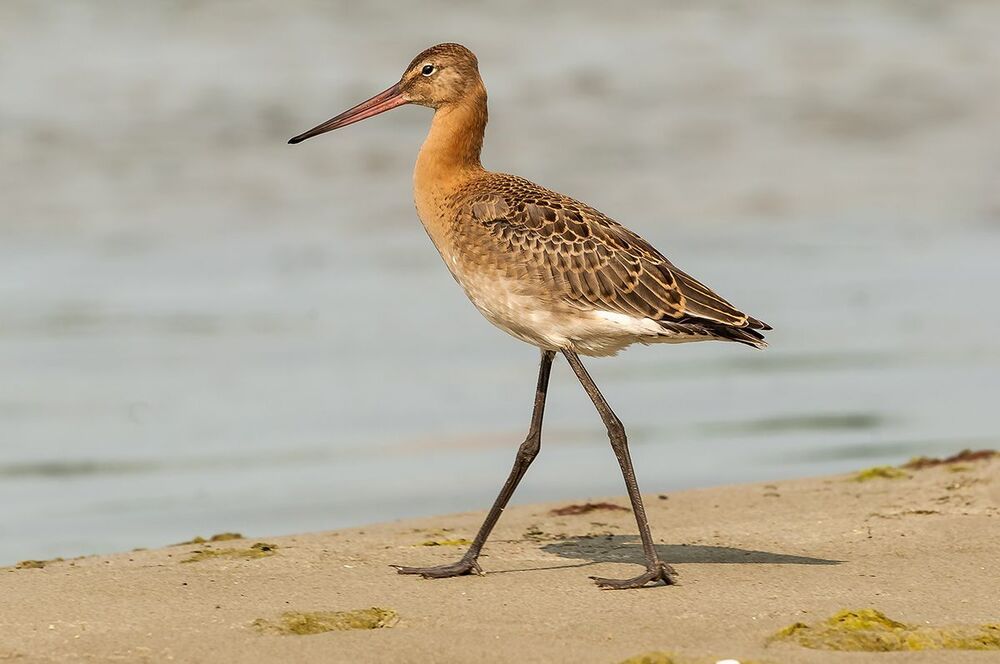 Большой веретенник (Limosa limosa).