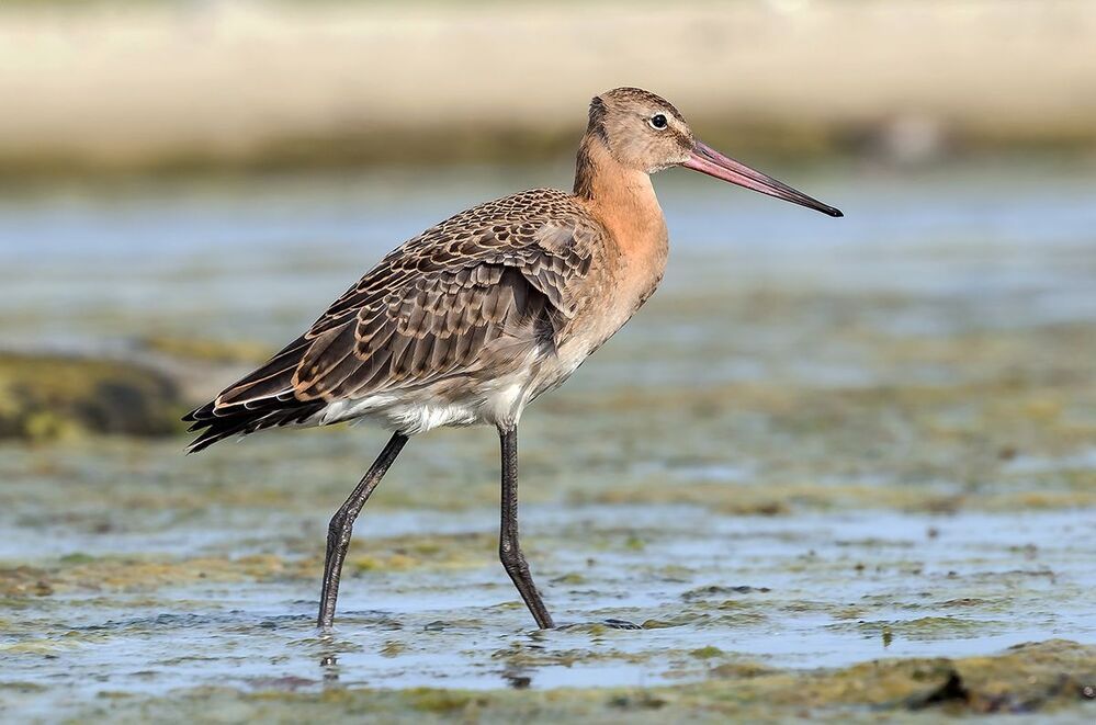 Большой веретенник (Limosa limosa).